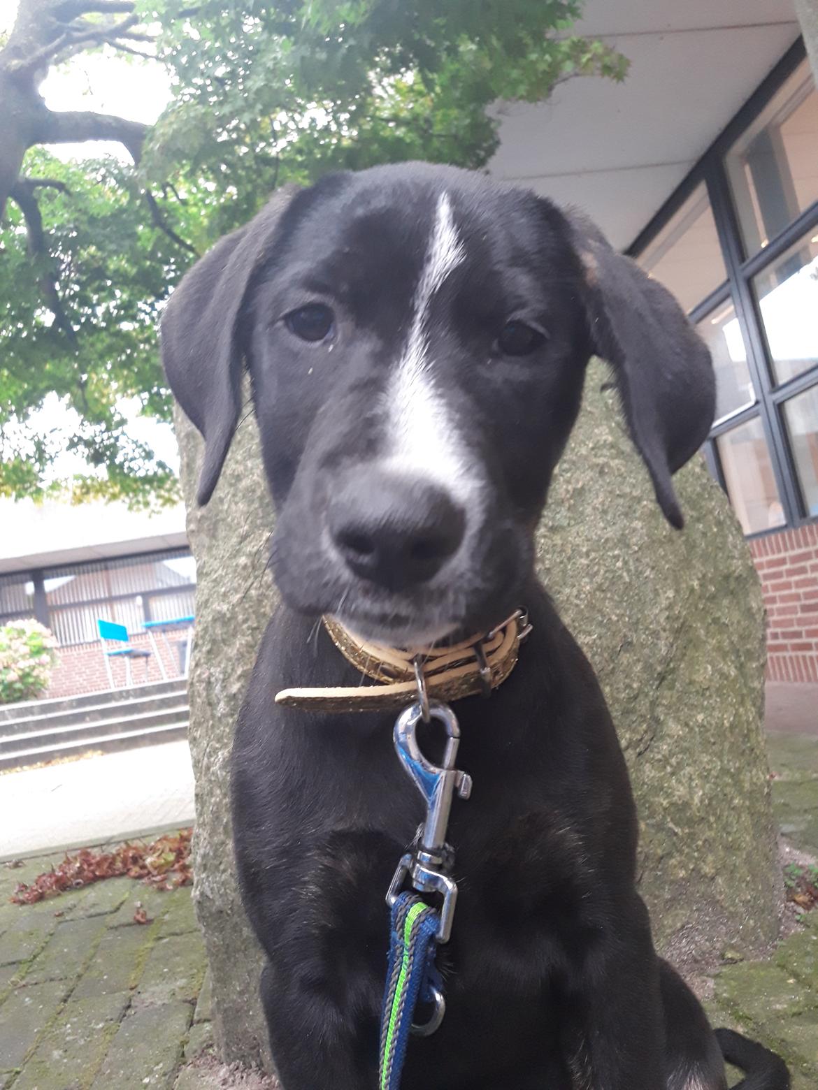 Blanding af racer Charlie - Jeg er selfie-dronningen.  billede 25