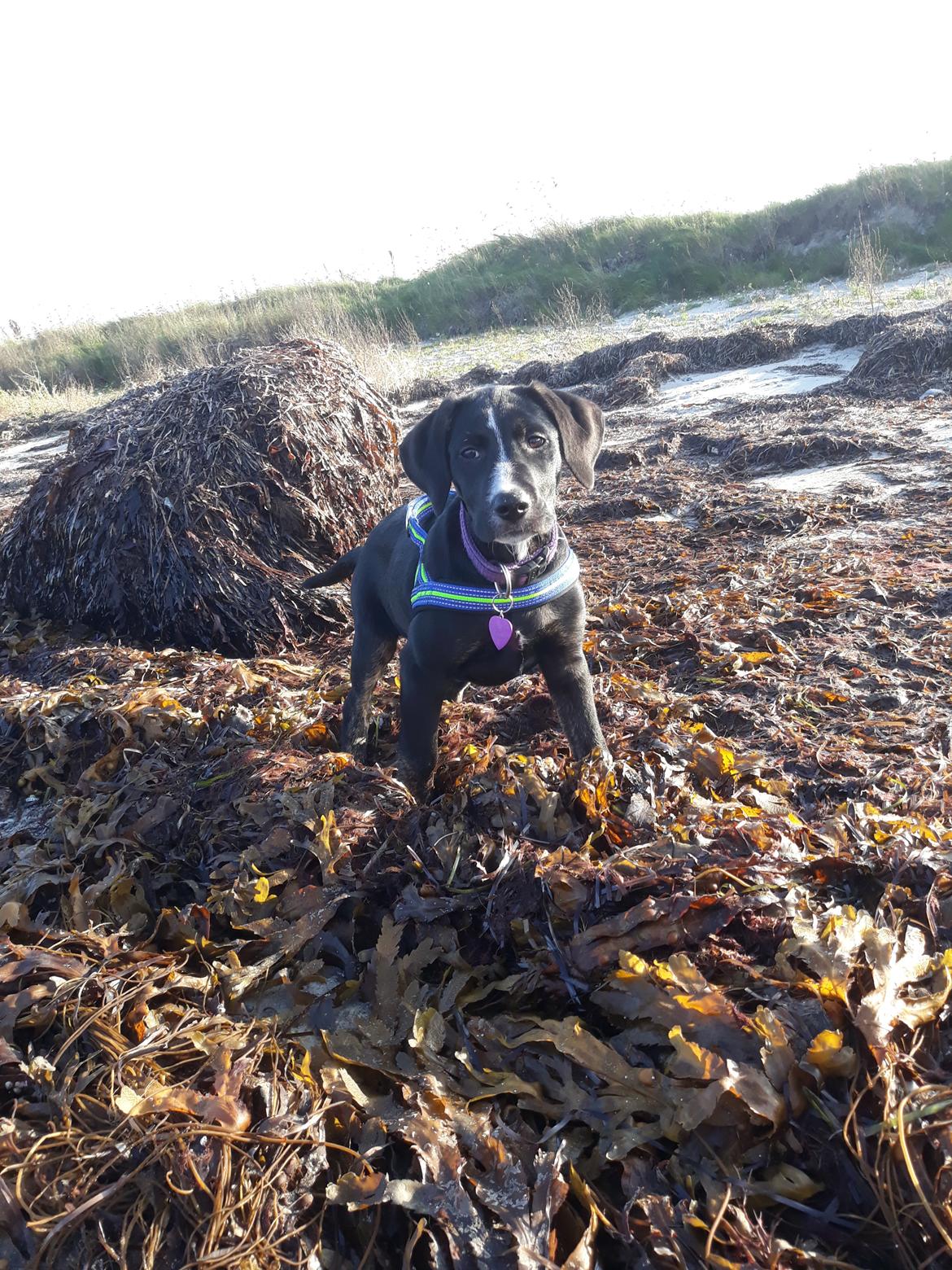 Blanding af racer Charlie - Elsker det der strandhalløj, som min mor snakker meget om.  billede 28