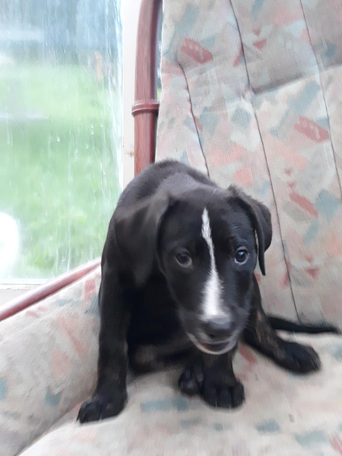 Blanding af racer Charlie - Skal du altid tage billeder når jeg spiser mor?  billede 29