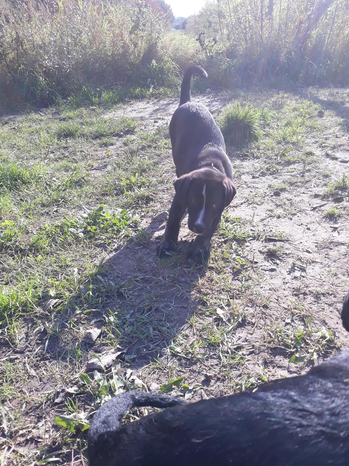 Blanding af racer Charlie - Første gang i hundeskoven.  billede 30