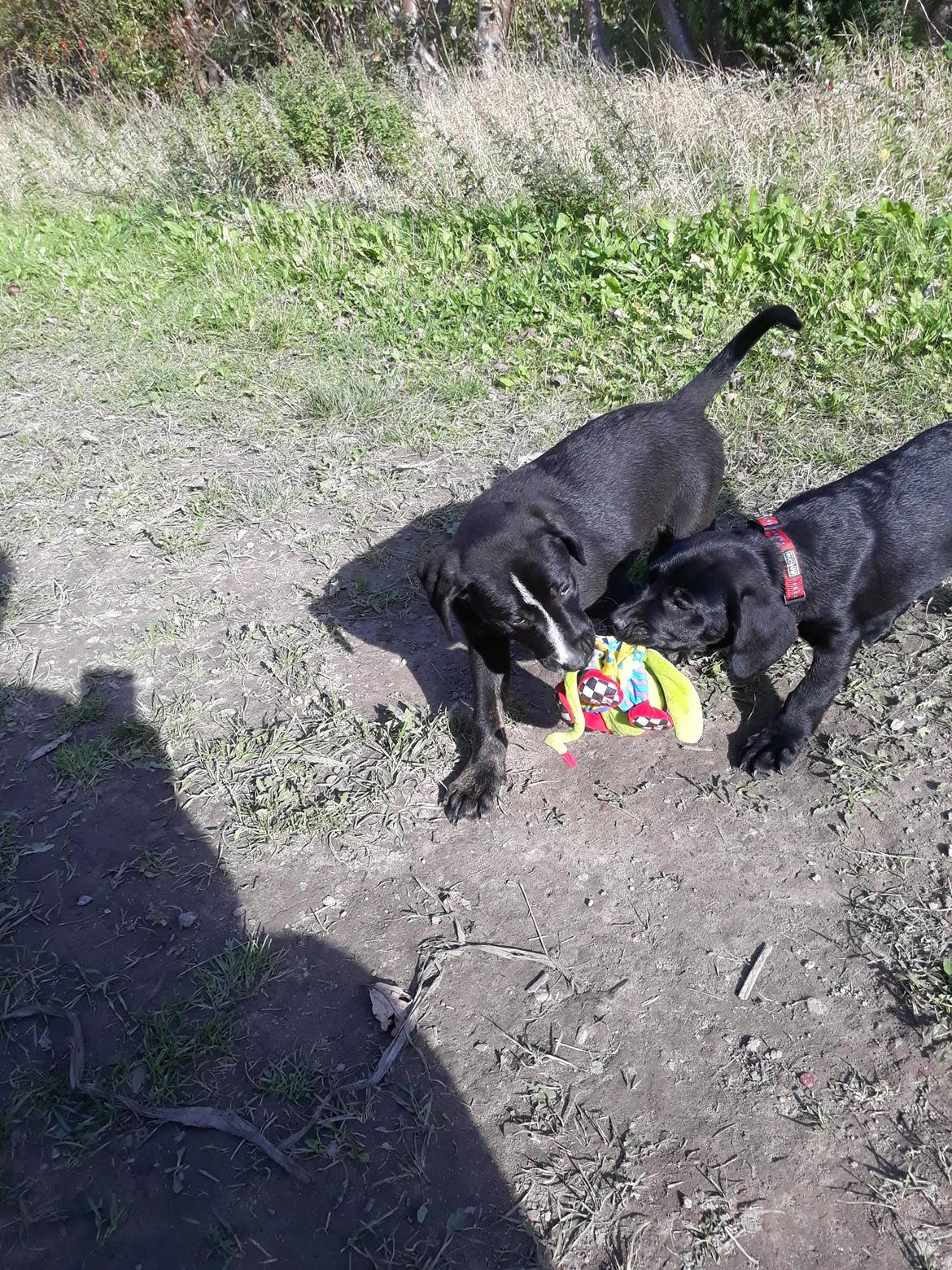 Blanding af racer Charlie - Leger med min søster Merle, i hundeskoven.  billede 32
