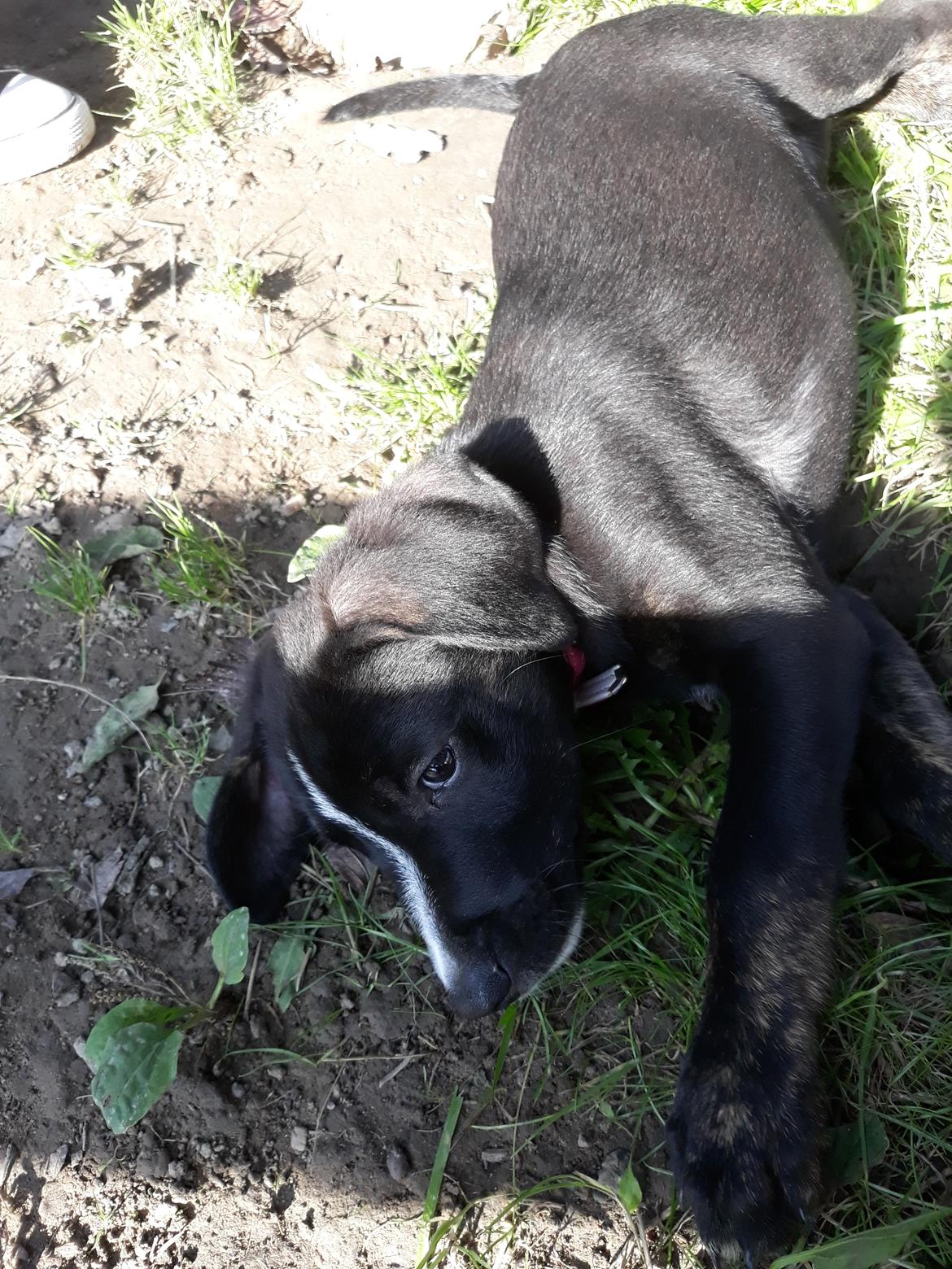 Blanding af racer Charlie - Tager lige en slapper. billede 33