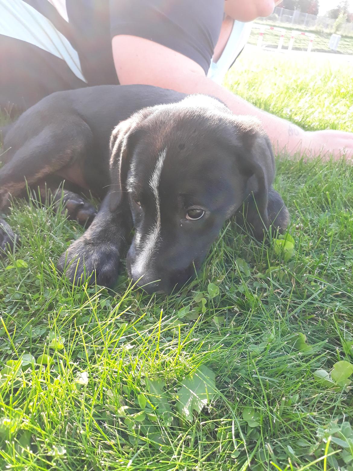 Blanding af racer Charlie - Det dufter godt, det der græs. billede 34