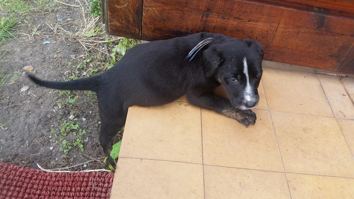 Blanding af racer Charlie - Puuhaaa.. Der er altså langt op, når man kun er en lille hvalp, der er lidt tung bagi.  billede 35