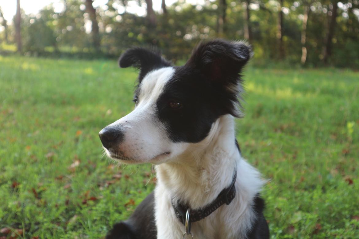 Border collie Hollie billede 1