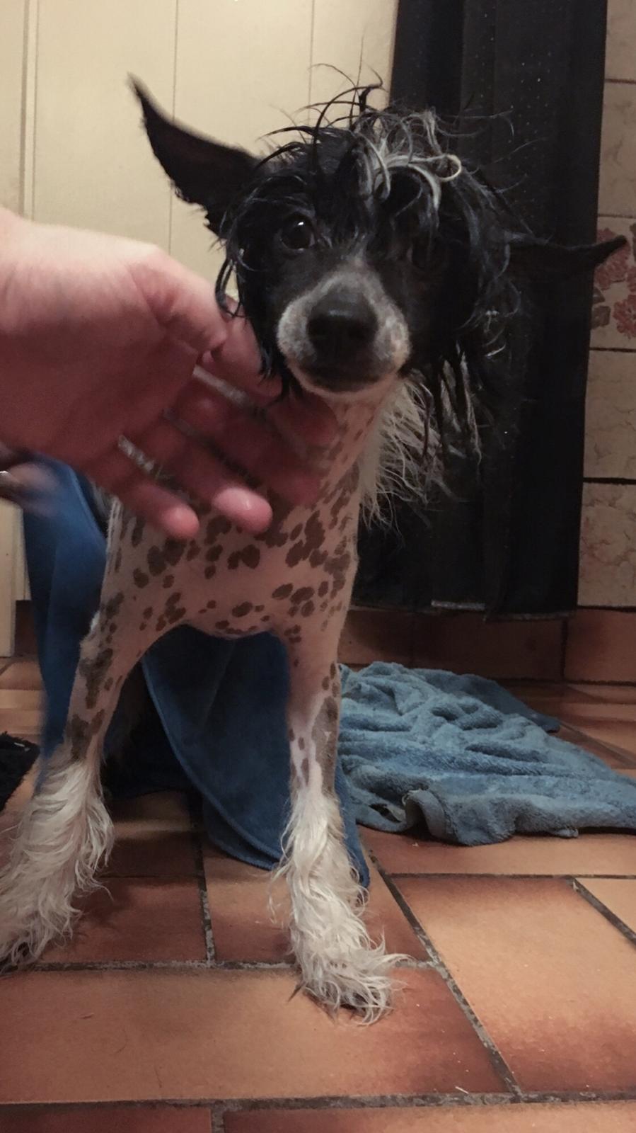 Chinese crested hårløs Jax billede 7