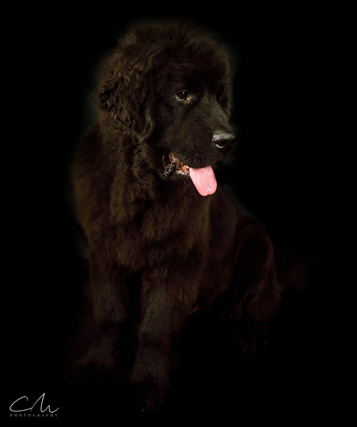 Newfoundlænder Frølund's Newfhome Boas billede 24