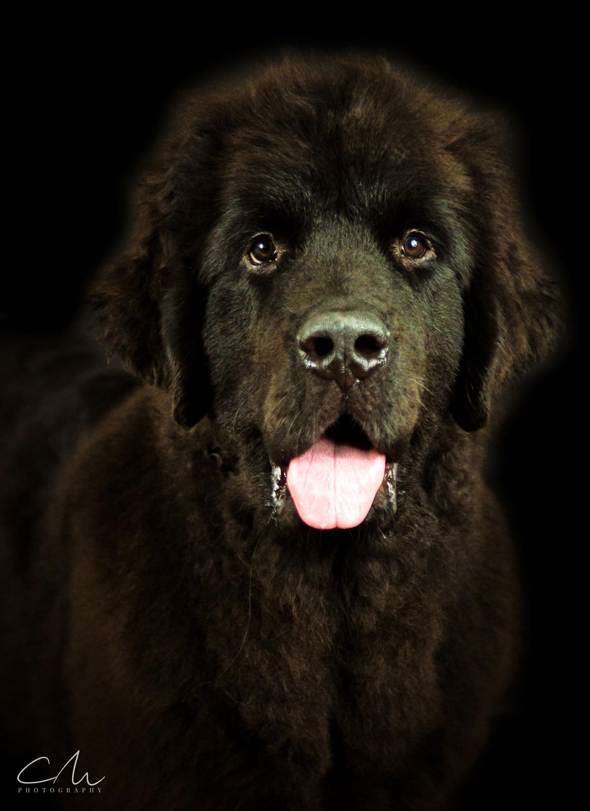 Newfoundlænder Frølund's Newfhome Boas billede 25