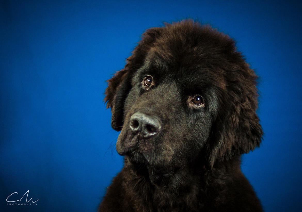 Newfoundlænder Frølund's Newfhome Boas billede 1