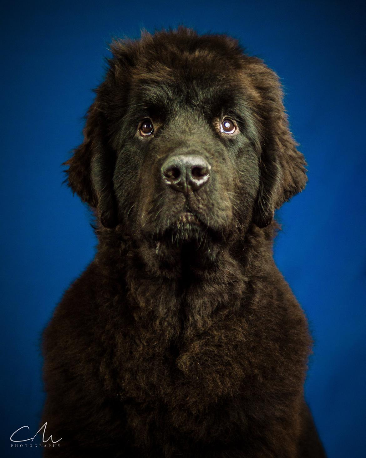 Newfoundlænder Frølund's Newfhome Boas billede 27