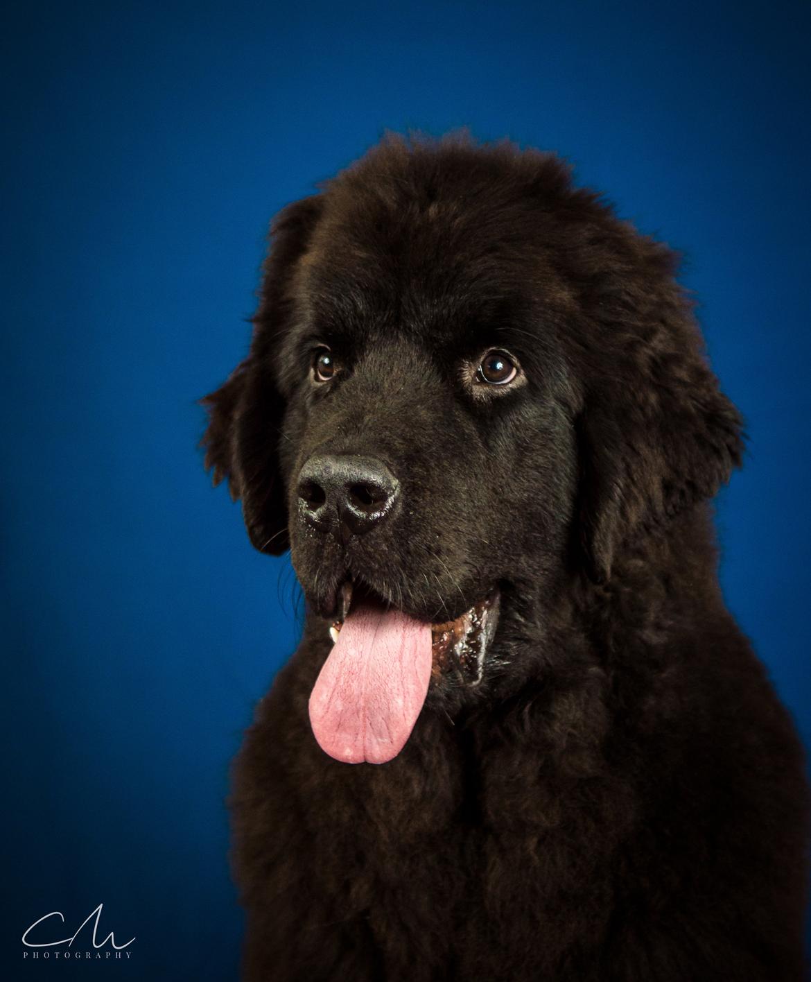 Newfoundlænder Frølund's Newfhome Boas billede 26