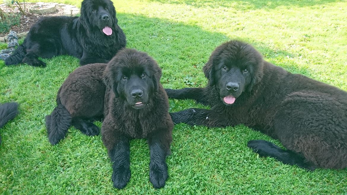 Newfoundlænder Frølund's Newfhome Boas billede 28