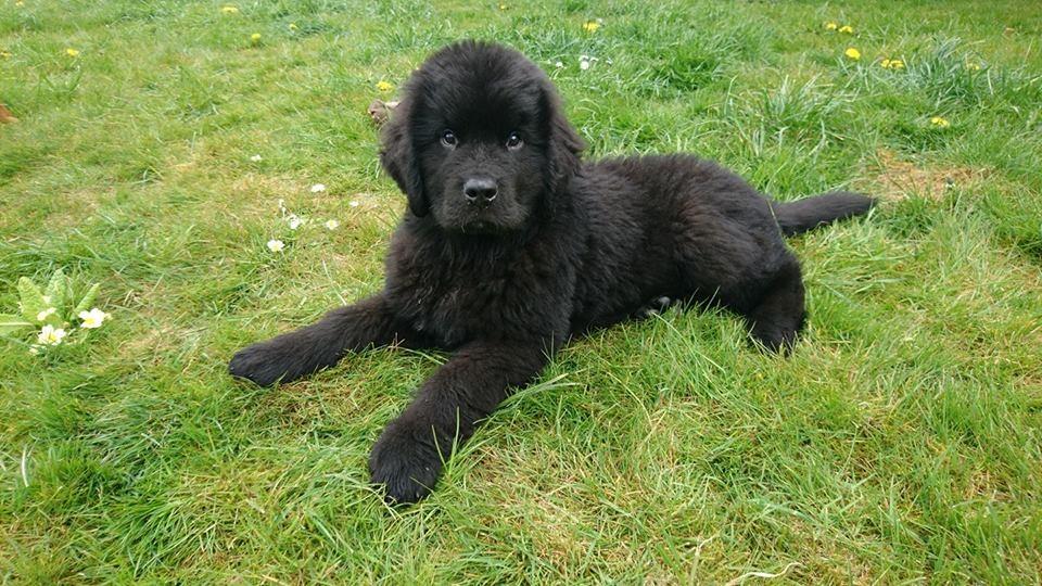 Newfoundlænder Frølund's Newfhome Boas billede 29