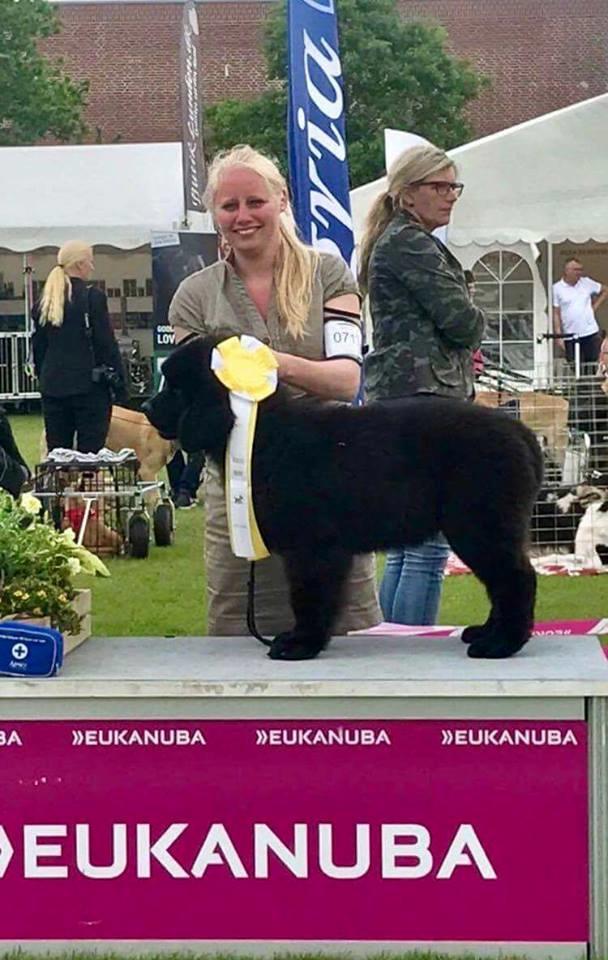 Newfoundlænder Frølund's Newfhome Boas billede 31