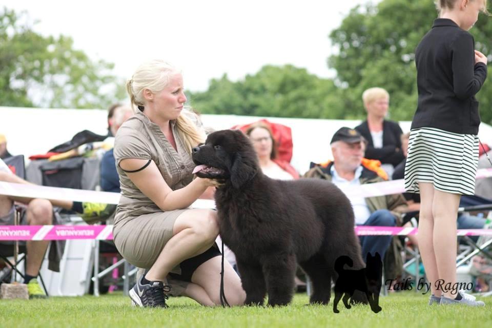 Newfoundlænder Frølund's Newfhome Boas billede 32