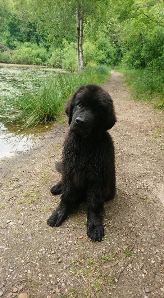 Newfoundlænder Frølund's Newfhome Boas billede 33