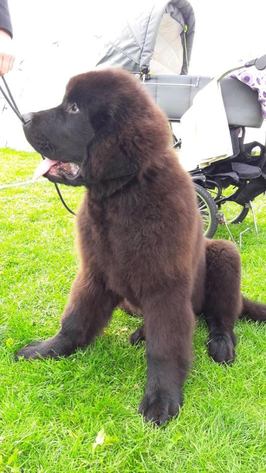 Newfoundlænder Frølund's Newfhome Boas billede 34