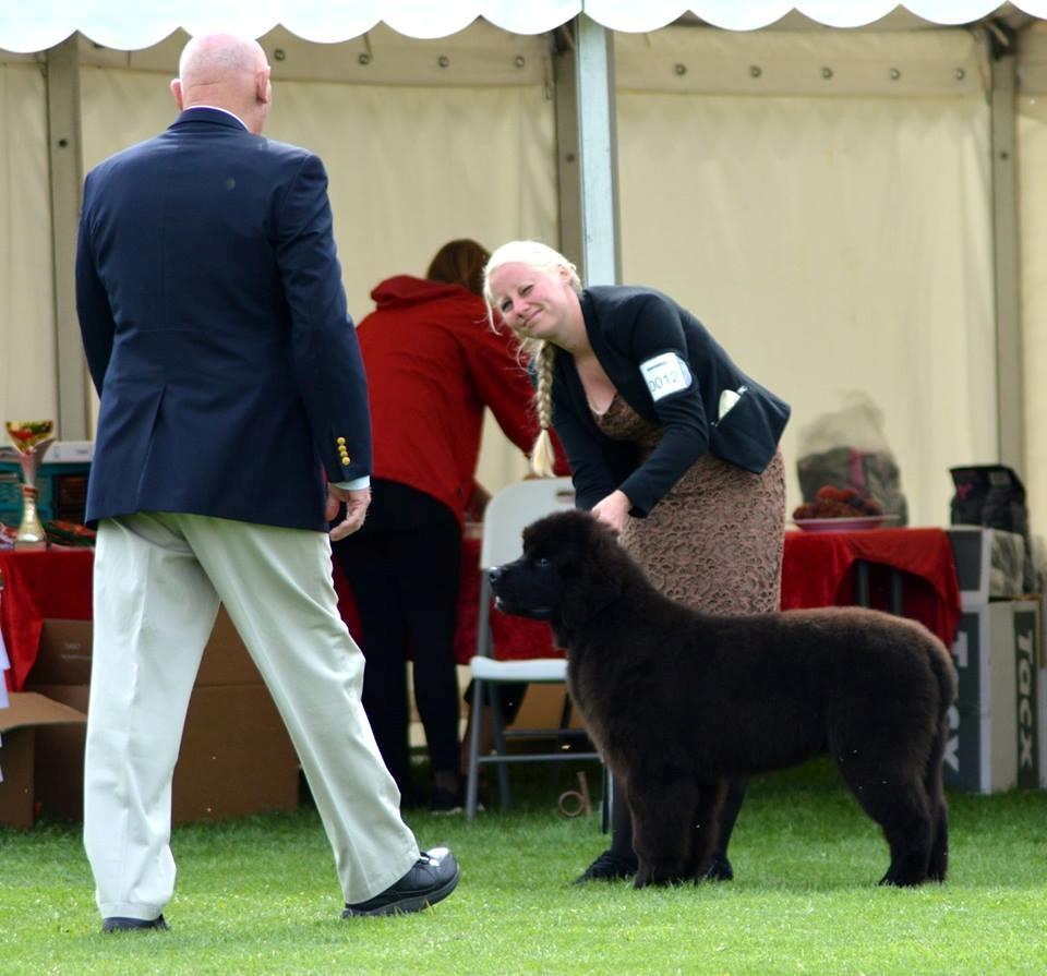 Newfoundlænder Frølund's Newfhome Boas billede 35