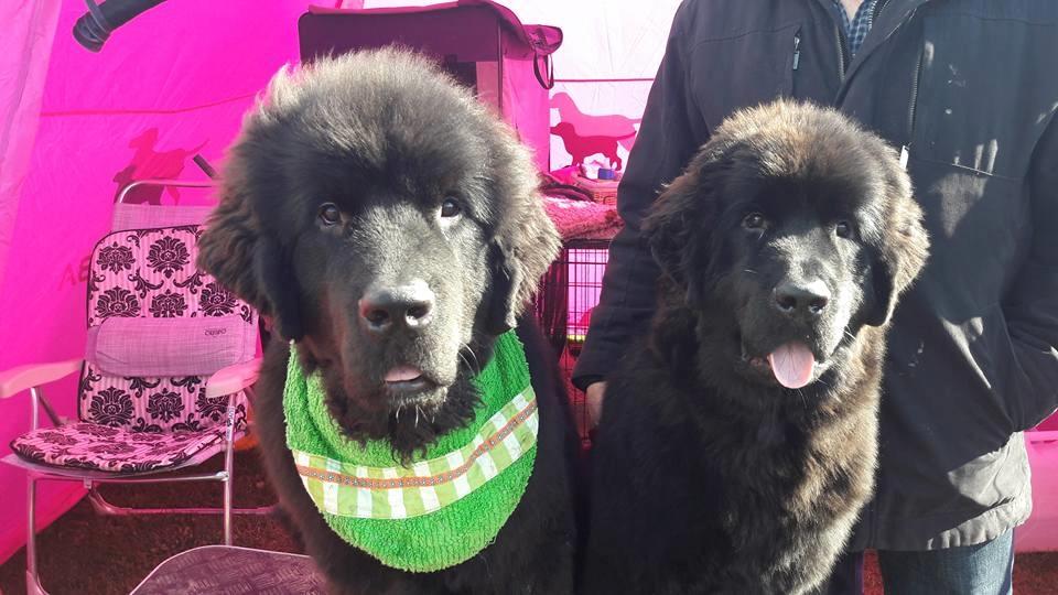 Newfoundlænder Frølund's Newfhome Boas billede 36