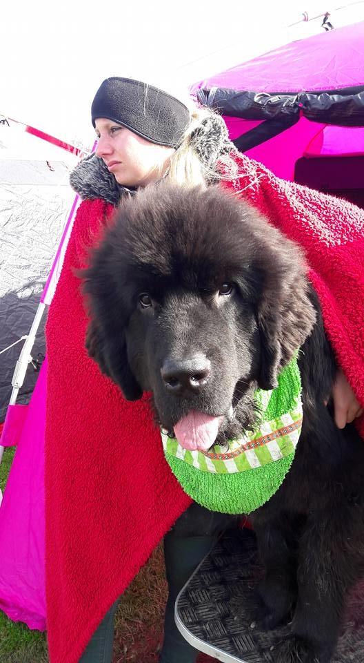 Newfoundlænder Frølund's Newfhome Boas billede 37