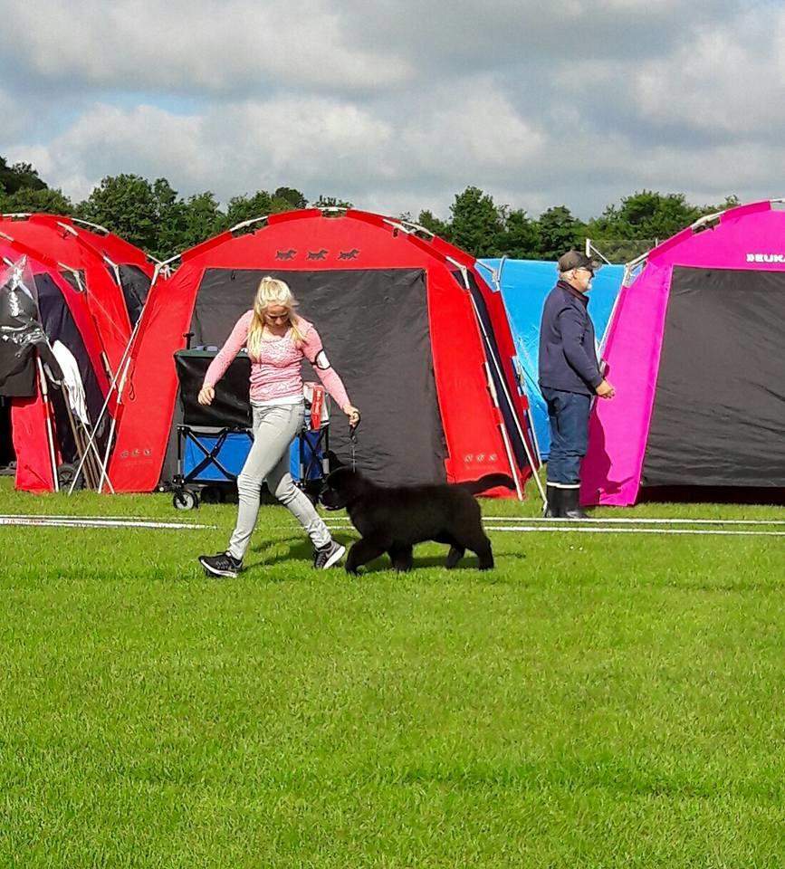 Newfoundlænder Frølund's Newfhome Boas billede 30
