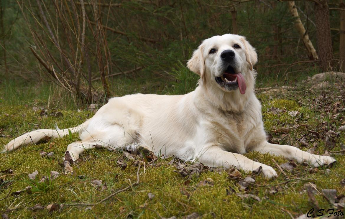 Golden retriever Dakota billede 5