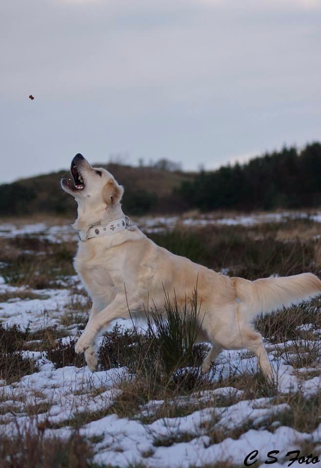 Golden retriever Dakota billede 9