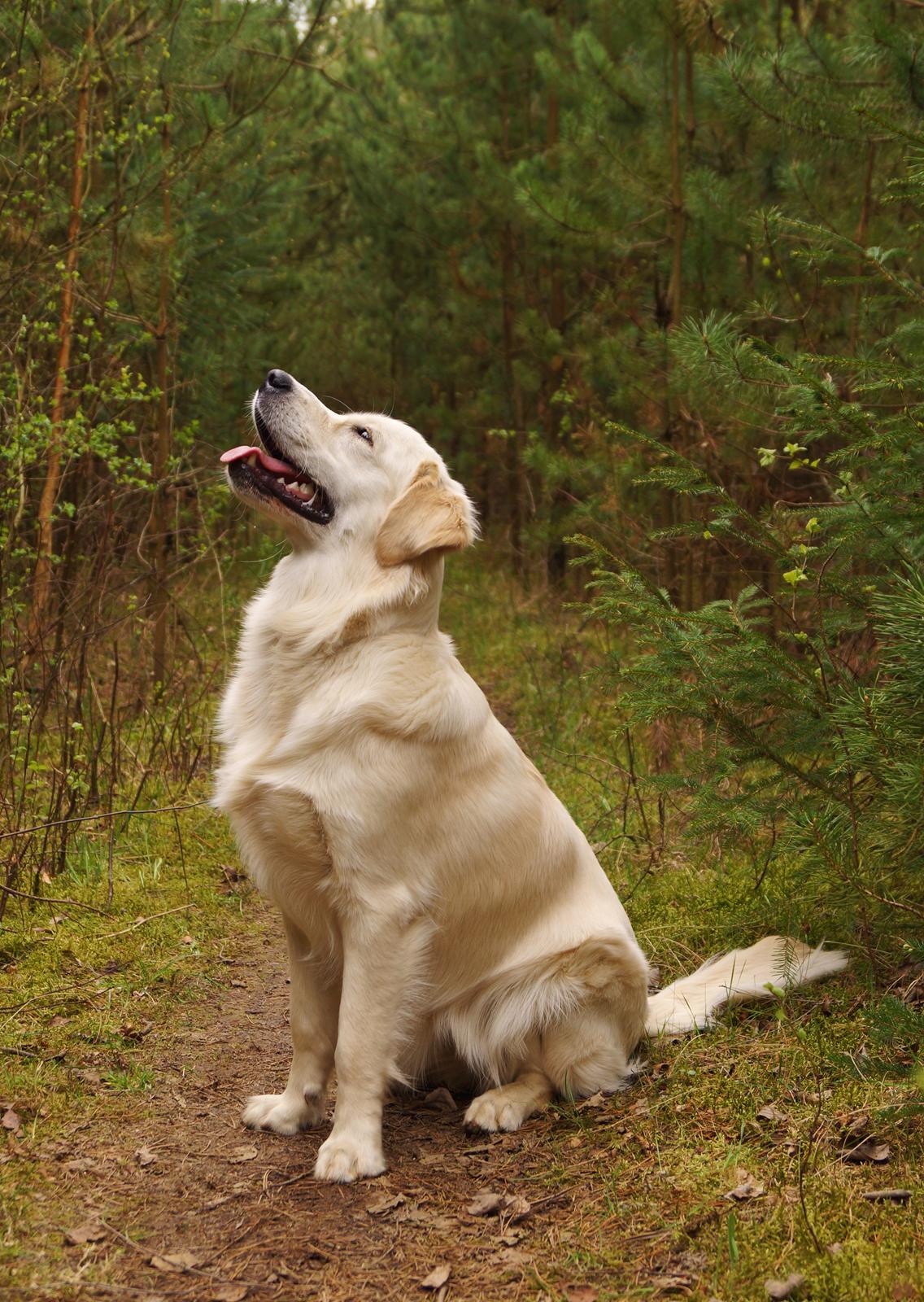 Golden retriever Dakota billede 3