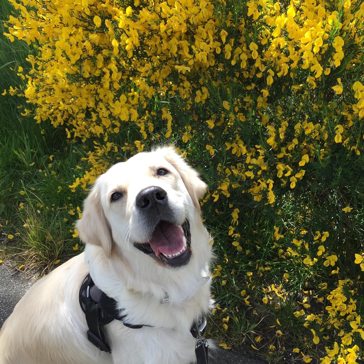 Golden retriever Dakota billede 13