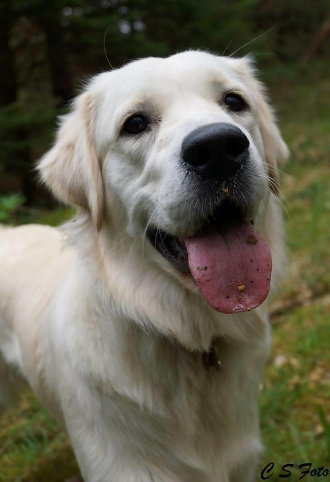 Golden retriever Dakota billede 8