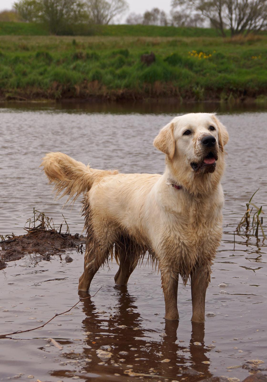 Golden retriever Dakota billede 10