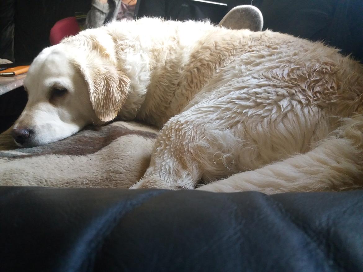 Blanding af racer †Puk† - Hvem. sagde en hund ikke er pæn med krøller :D  billede 47