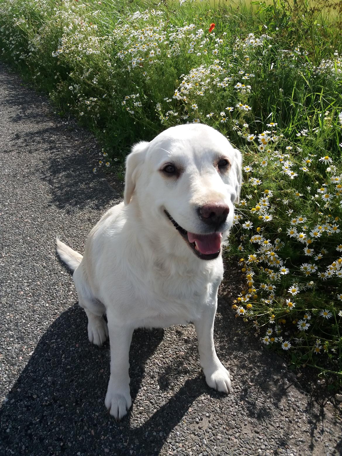 Blanding af racer †Puk† - <3 billede 10