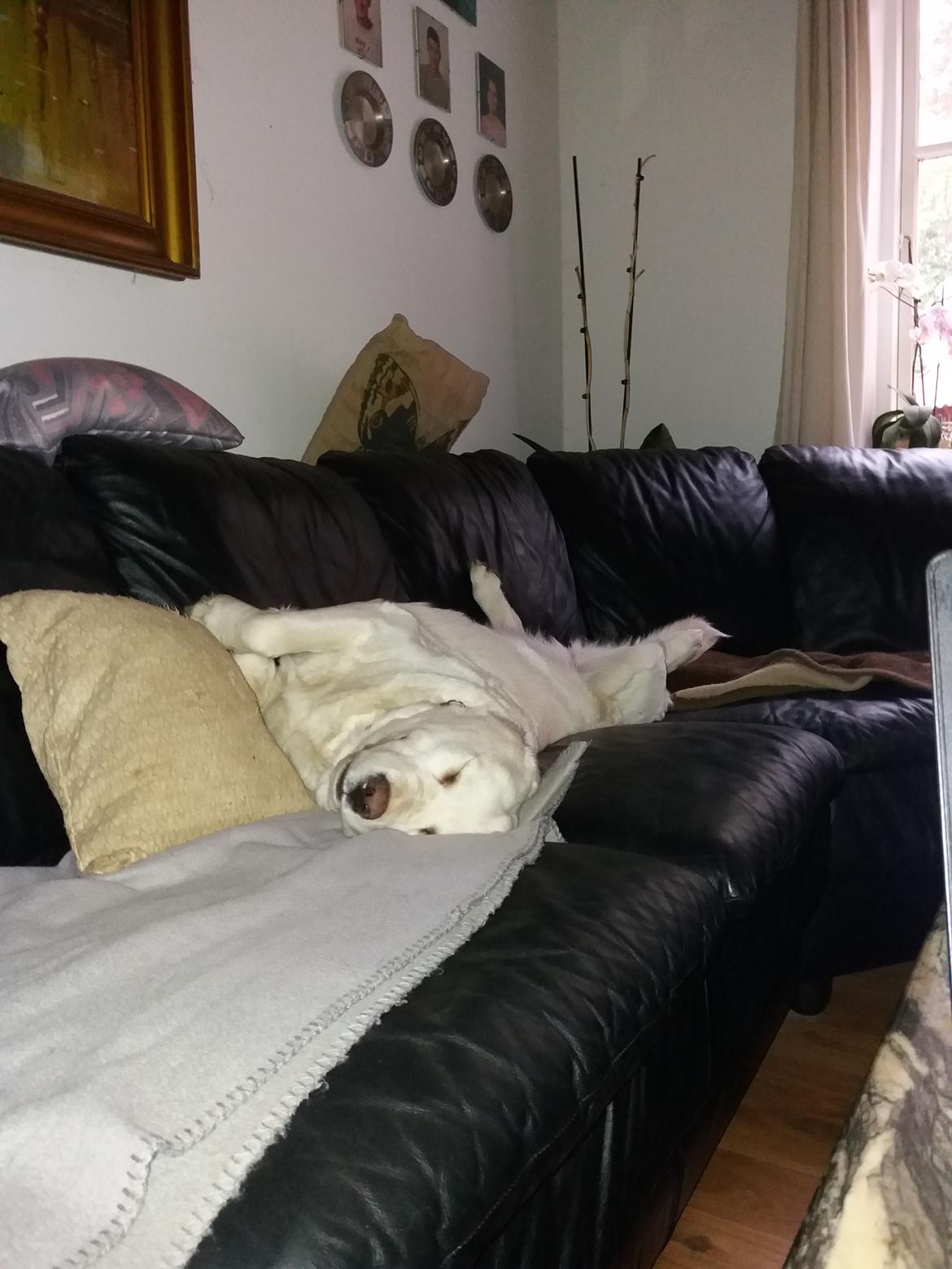 Blanding af racer †Puk† - Jeg tag en god lur <3  billede 48