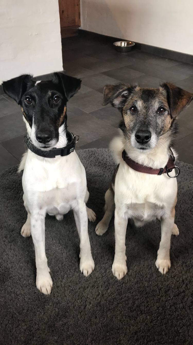 Glathåret foxterrier Charlie billede 24