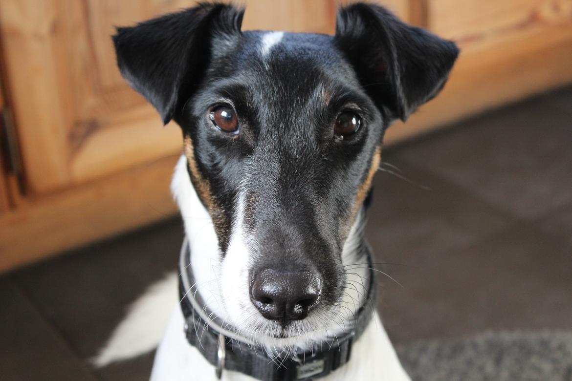 Glathåret foxterrier Charlie billede 25