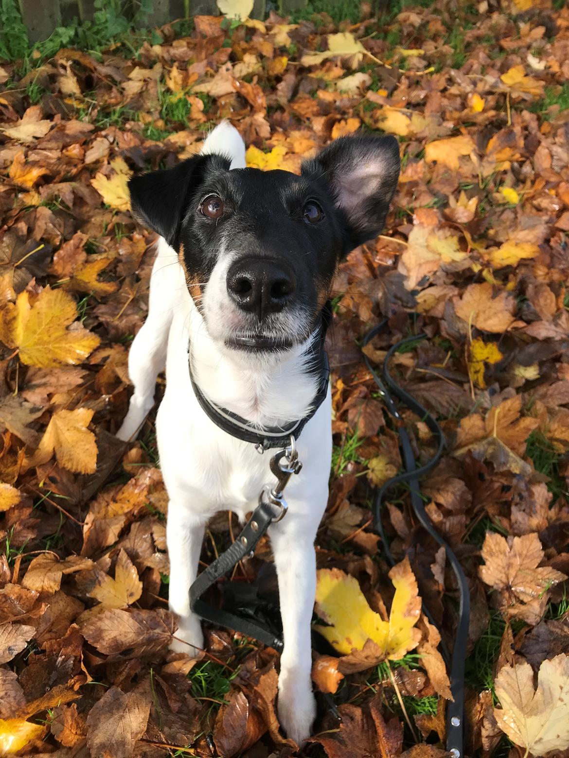 Glathåret foxterrier Charlie billede 26