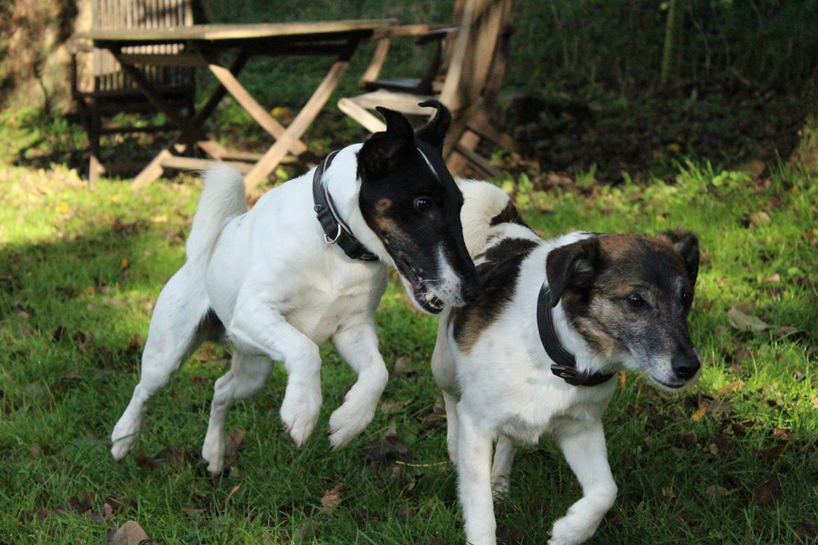 Glathåret foxterrier Charlie billede 29