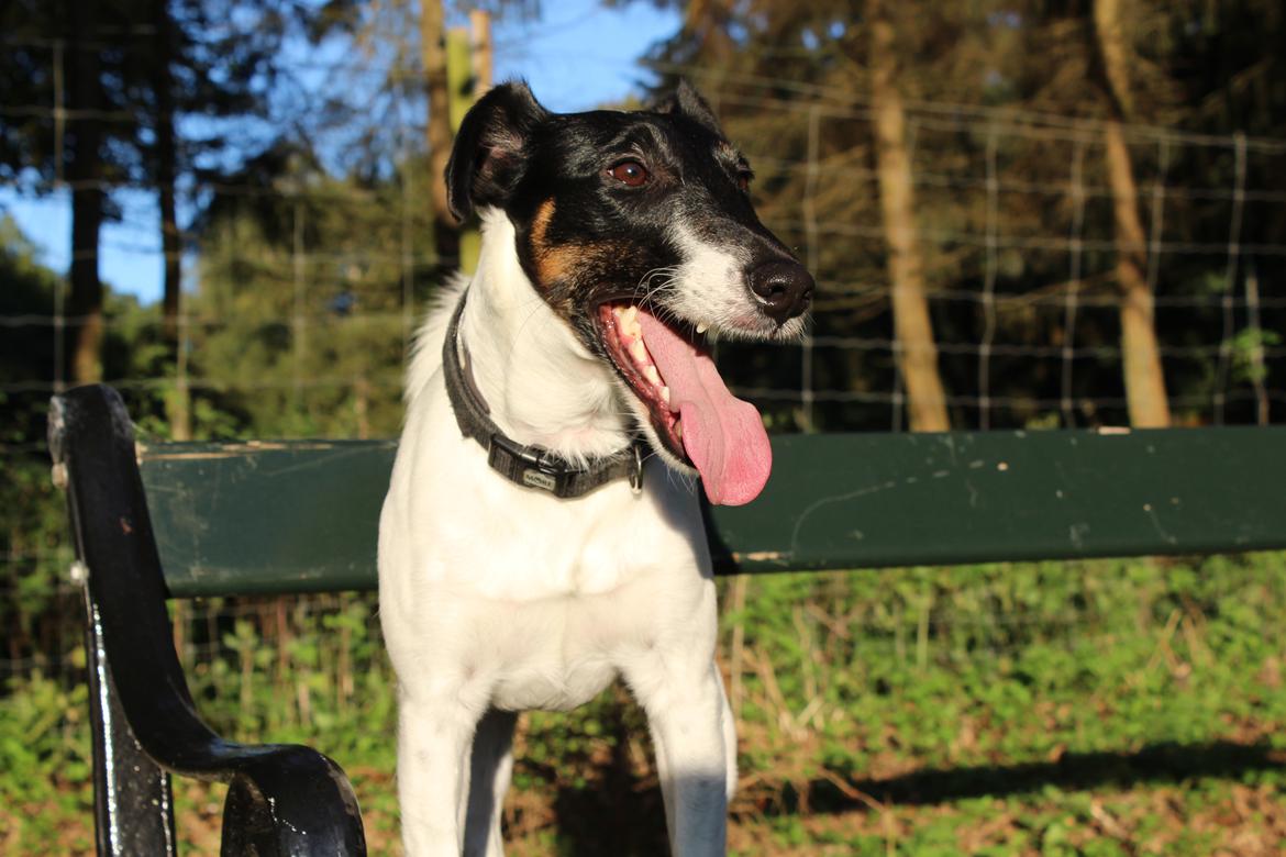 Glathåret foxterrier Charlie billede 30