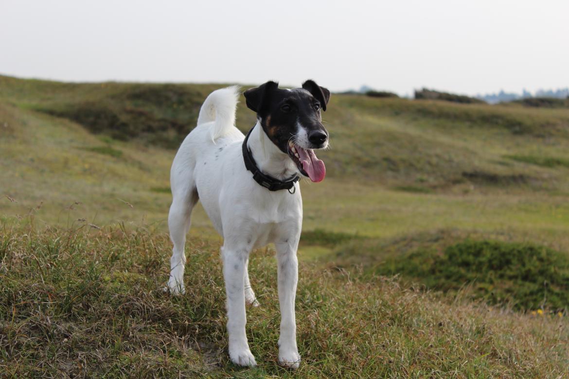 Glathåret foxterrier Charlie billede 33