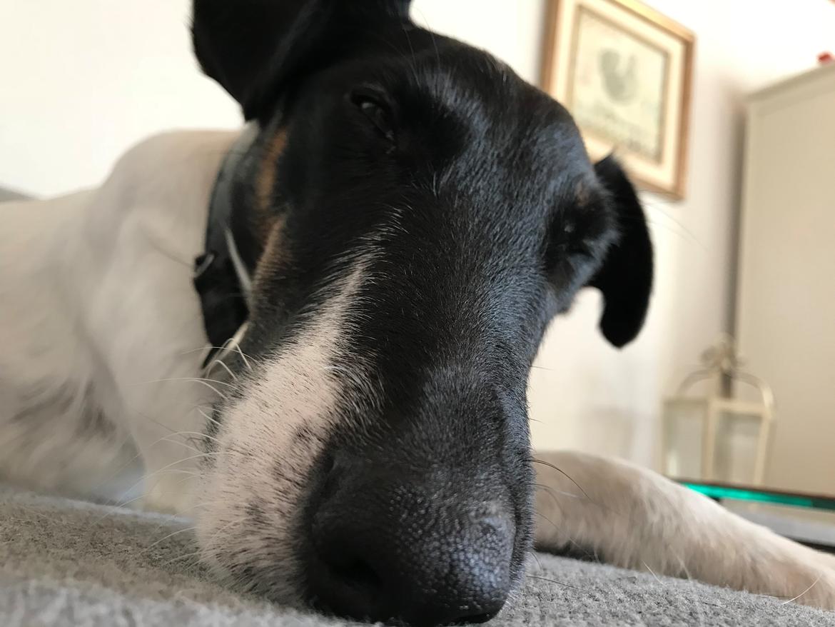 Glathåret foxterrier Charlie billede 34