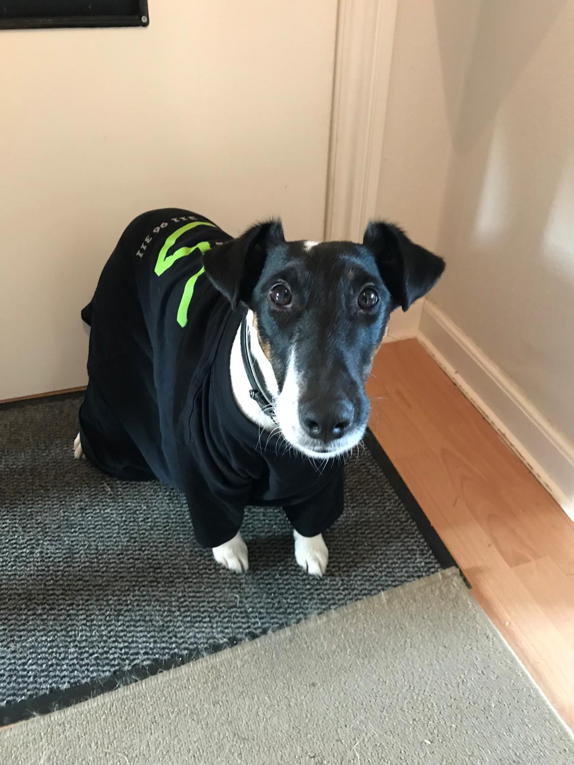 Glathåret foxterrier Charlie billede 37