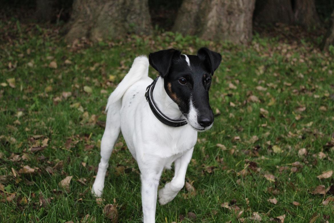 Glathåret foxterrier Charlie billede 38