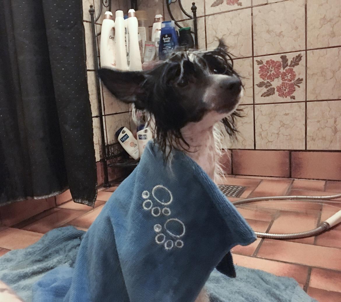 Chinese crested hårløs Jax billede 5