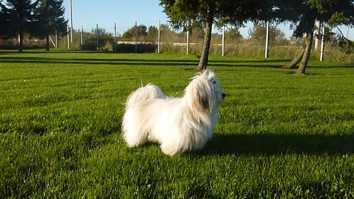 Coton de tulear King billede 9
