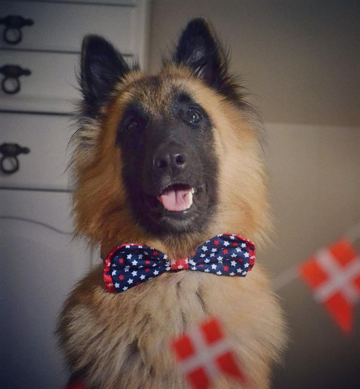 Tervueren Kenzo - 1års fødselsdag <3 billede 7