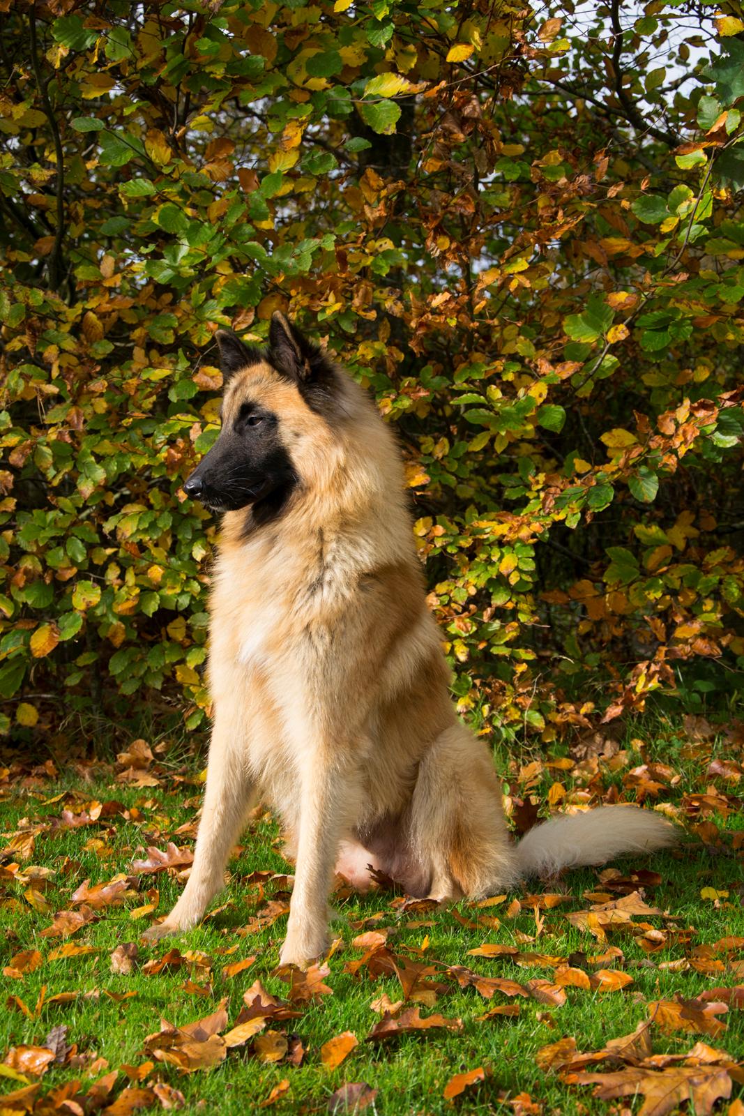 Tervueren Kenzo billede 16