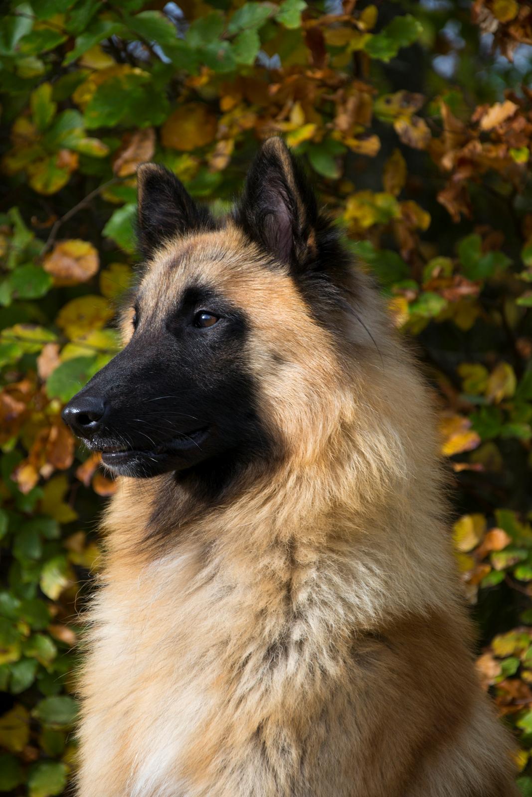 Tervueren Kenzo billede 18