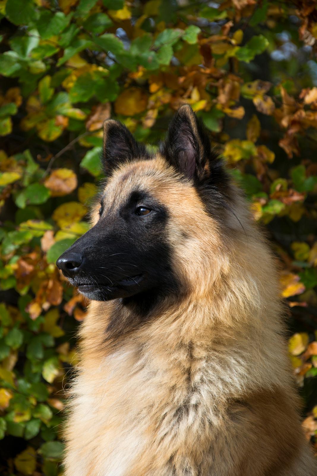 Tervueren Kenzo billede 3