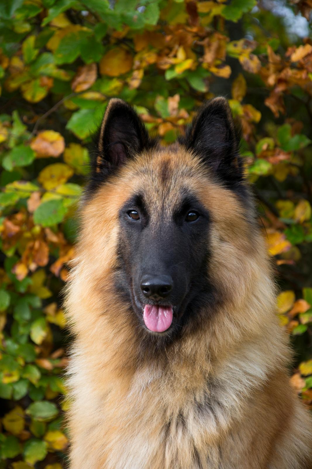 Tervueren Kenzo billede 21